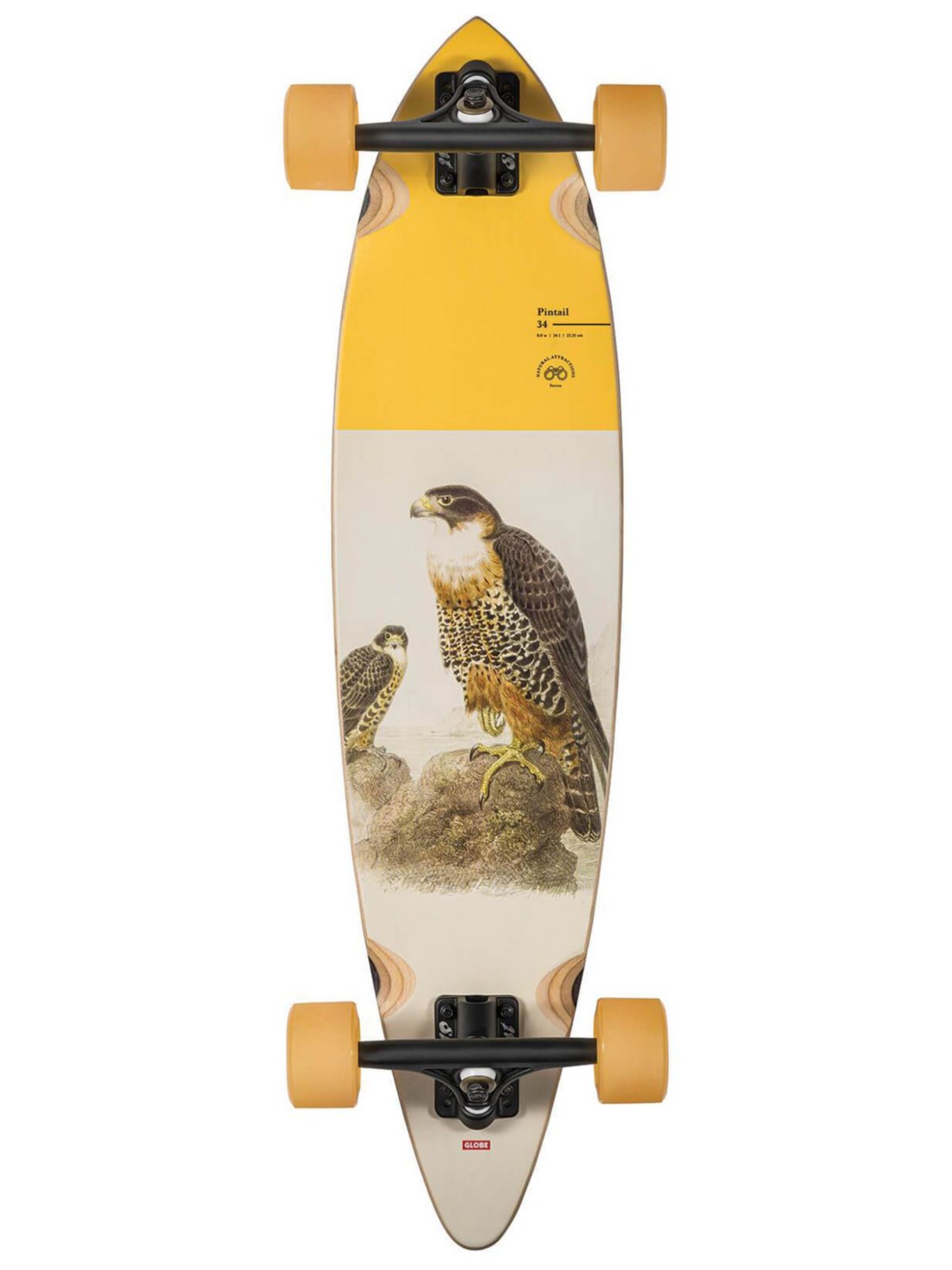 Globe Pintail 34" Complete falcon