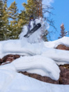 Weston Eclipse Artist Series 150 Splitboard
