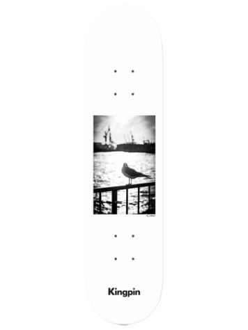 Kingpin X David Luther Seagull 8.25&quot; Skateboard Deck