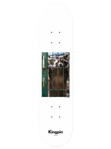 Kingpin X David Luther Racoon 8.125&quot; Skateboard deck