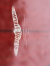 Elevated Surf Craft Redtail Hawk 5'1 / 155 2023 Snowboard