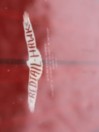 Elevated Surf Craft Redtail Hawk 5'1 / 155 2023 Snowboard