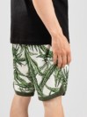 DGK Botany Korte Broek