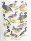 Dravus Ducking Around T-Shirt