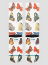 Stance Flutterby Crew Socken