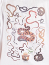 Element SBXE Nest T-Shirt
