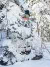 Bataleon Party Wave 2026 Snowboard