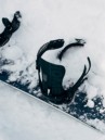 Rome 390 Boss FW 2026 Snowboard Bindings