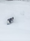 Rome Service Dog 2026 Snowboard