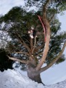 Rome Agent 2027 Snowboard