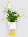 bitten Duck Feet Small Planter