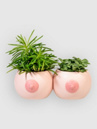 bitten Boob Set Of 2 Cups
