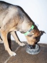 No Problemo Pet Miska pro zvířata