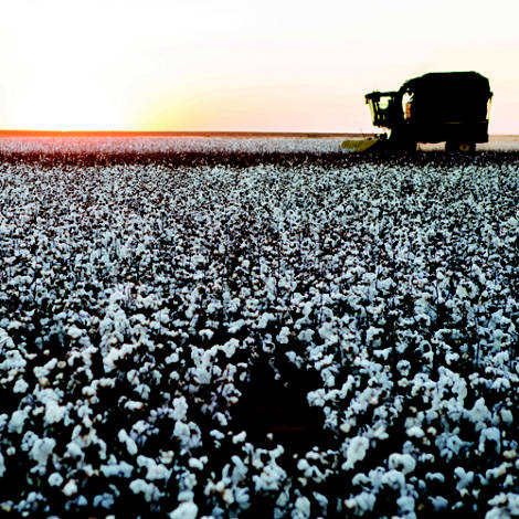 Organic cotton field