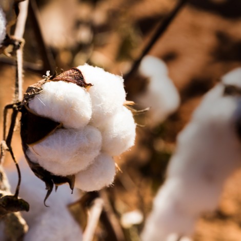 The beauty of organic cotton
